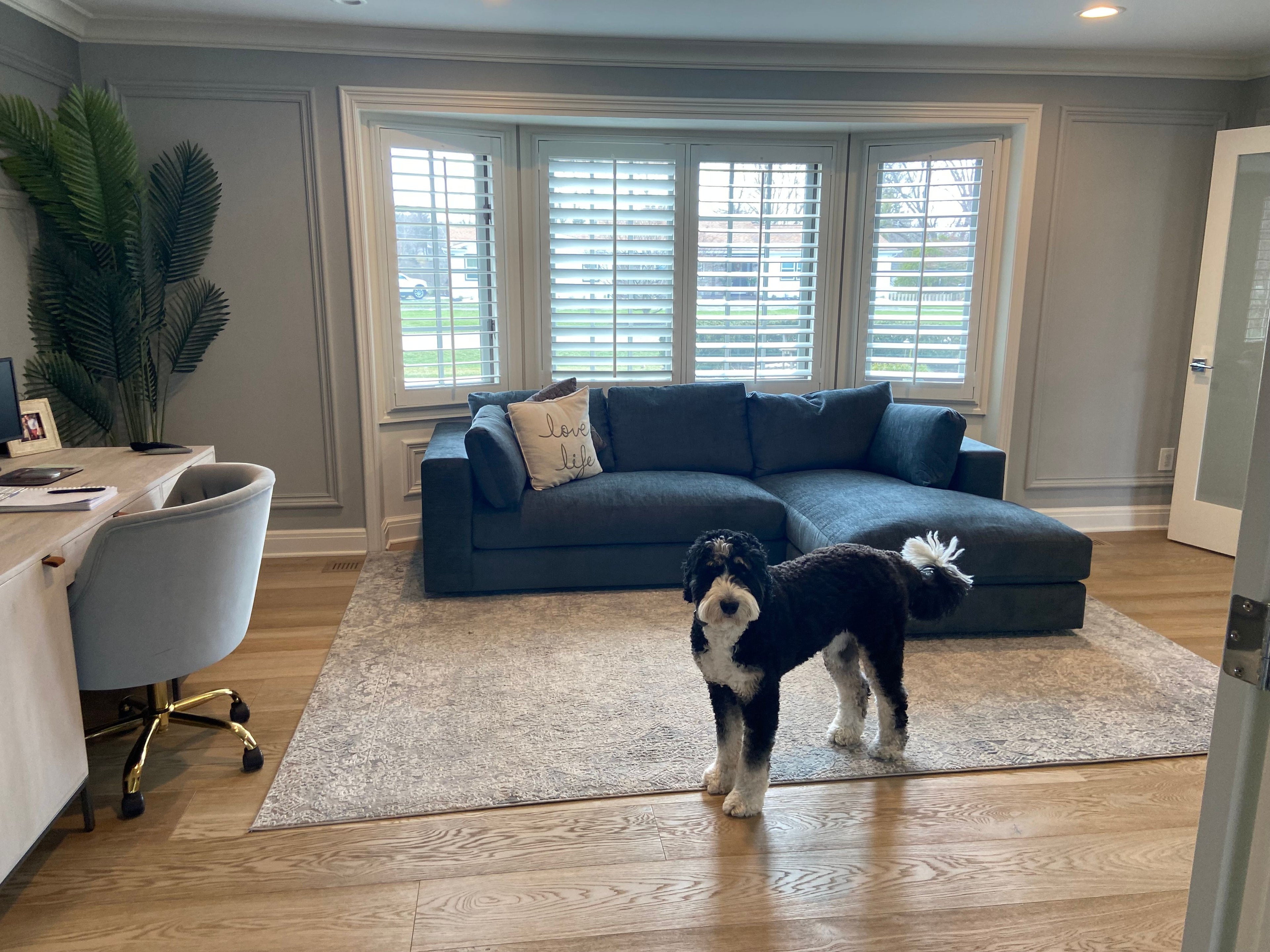 A black and white dog stands on a rug in a living room with a blue sofa and a desk with a chair. Large windows with shutters let in natural light, and a potted plant is in the corner.